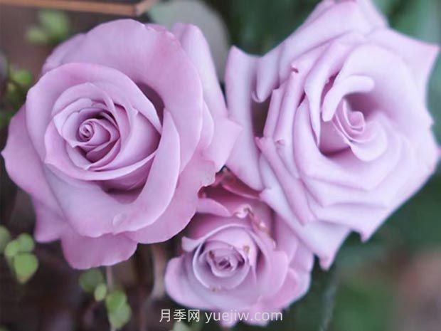 海洋之歌月季的優(yōu)缺點(diǎn)？適合新手養(yǎng)殖嗎？(圖1)