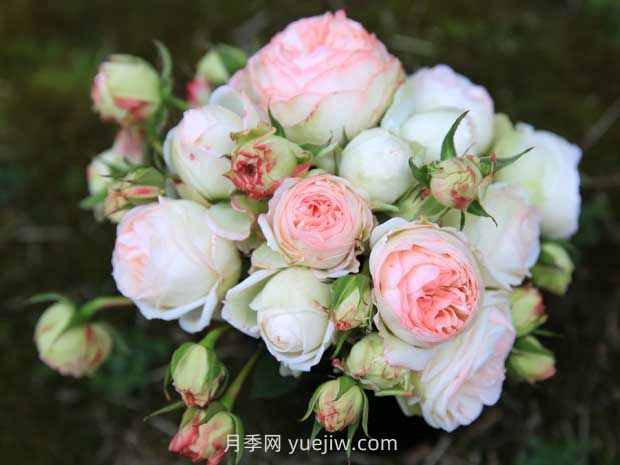 可愛多月季的優(yōu)缺點是什么？(圖1)