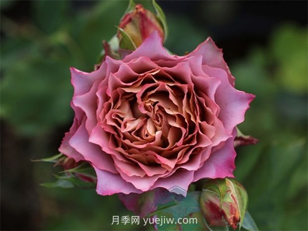 英倫節(jié)拍月季的優(yōu)缺點(diǎn)是什么？(圖1)