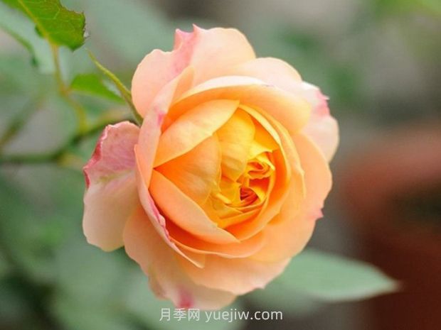 浪漫寶貝月季的優(yōu)缺點是什么？(圖1)