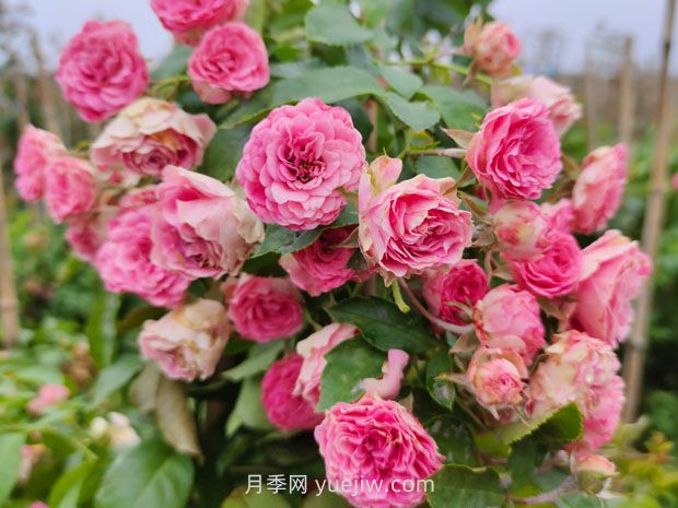 胭脂扣月季花的優(yōu)缺點(diǎn)是什么？(圖1)