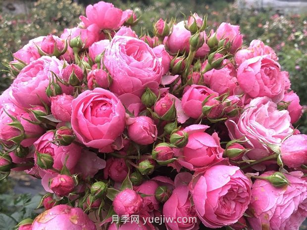 艾拉絨球月季的優(yōu)缺點(diǎn)是什么？(圖1)