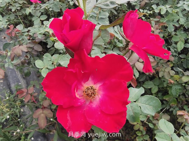 種植廣泛的紅帽月季有哪些優(yōu)缺點？(圖1)