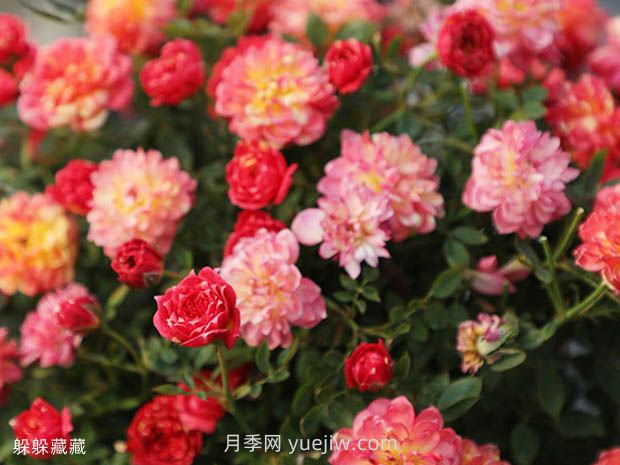 躲躲藏藏月季的優(yōu)缺點是什么？(圖1)