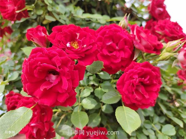 夏令營(yíng)月季的優(yōu)缺點(diǎn)是什么？(圖1)