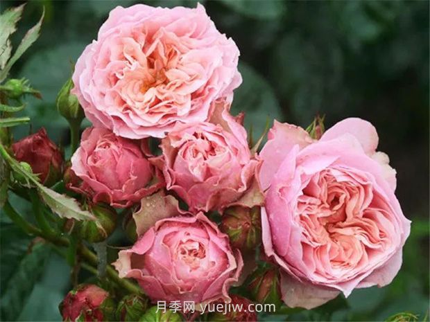 世霸月季的優(yōu)缺點(diǎn)是什么？(圖1)