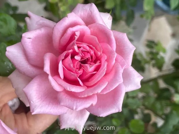 龐巴度月季的優(yōu)缺點(diǎn)是什么？(圖1)