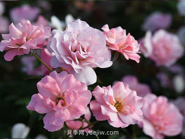 春朝月季的優(yōu)缺點(diǎn)是什么？(圖1)
