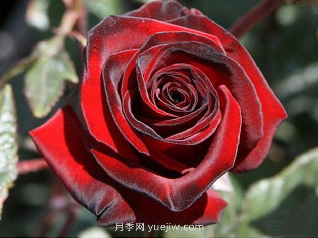黑魔術(shù)月季的優(yōu)缺點(diǎn)是什么？(圖1)