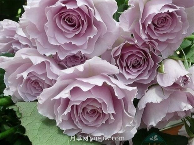 紫色白色的完美結(jié)合，蜻蜓月季有什么優(yōu)缺點？(圖1)