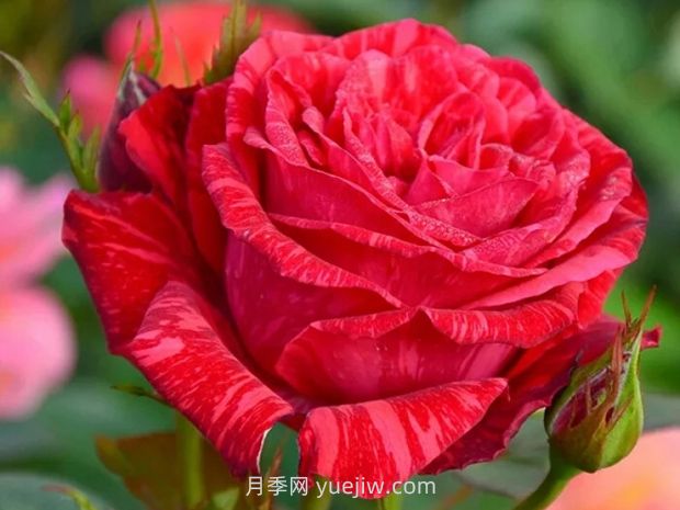 紅色直覺月季的優(yōu)缺點是什么？(圖1)