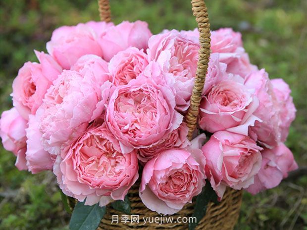 美咲月季的優(yōu)缺點(diǎn)是什么？(圖1)
