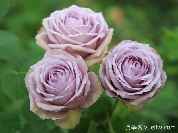 紫丁香月季的優(yōu)缺點是什么？(圖1)