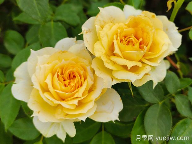 美人尖黃色花的陽光古董月季優(yōu)缺點分析(圖1)