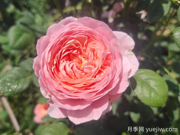 瑞典女王月季優(yōu)缺點(diǎn)有哪些？(圖1)