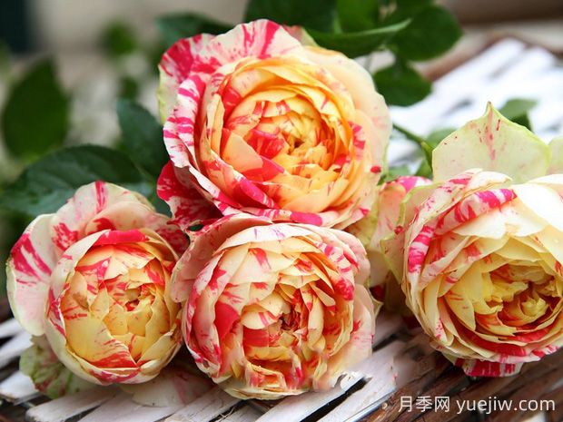 狂歡派對月季的優(yōu)缺點是什么？(圖1)