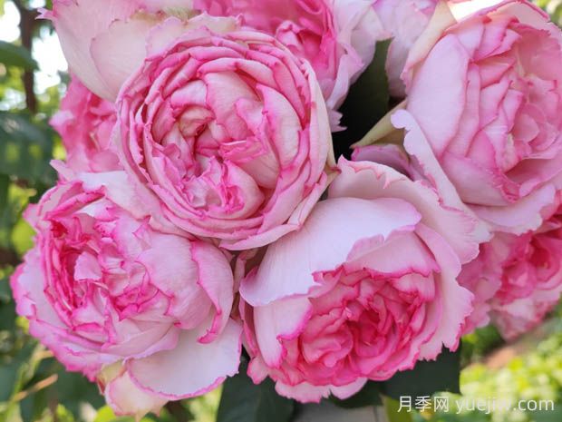 伊芙繁華都市月季的優(yōu)缺點是什么？(圖1)