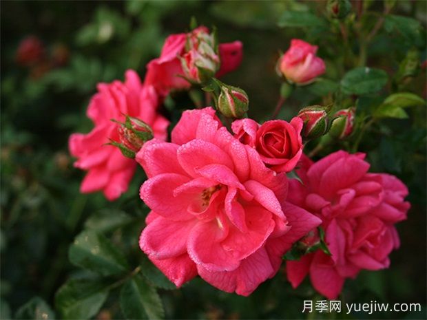 寒地玫瑰月季的優(yōu)缺點(diǎn)是什么？(圖1)