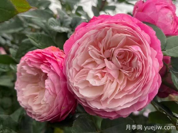 康斯坦茨月季的優(yōu)缺點(diǎn)是什么？(圖1)