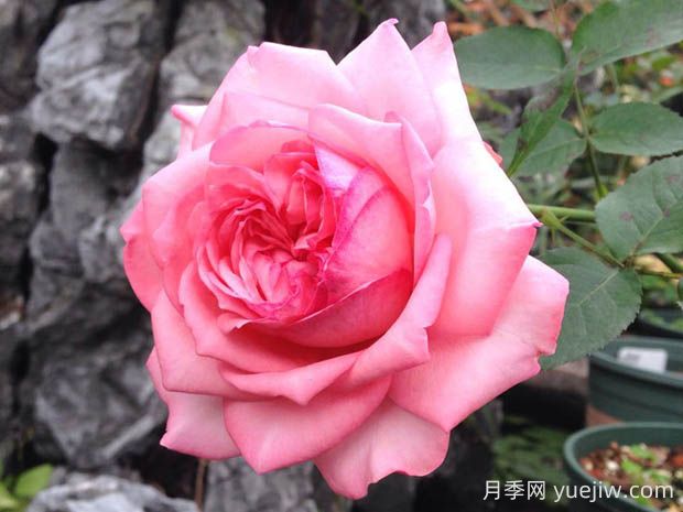 伊芙新娘月季花的優(yōu)缺點是什么？(圖1)
