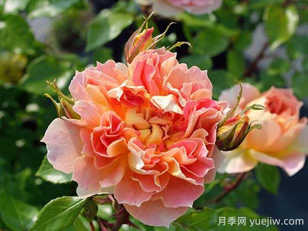 南瓜燈籠月季的優(yōu)缺點(diǎn)有哪些？顏色迷人(圖1)