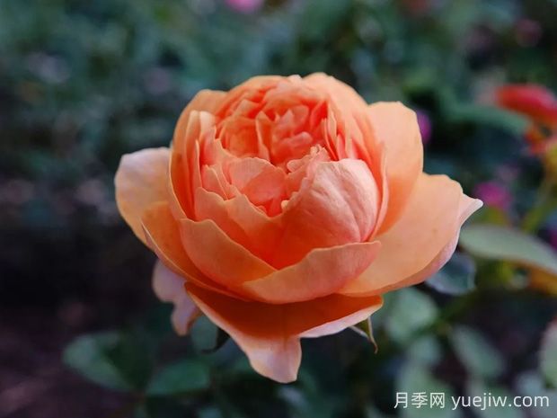 溫柔珊瑚心月季的優(yōu)缺點(diǎn)是什么？(圖1)