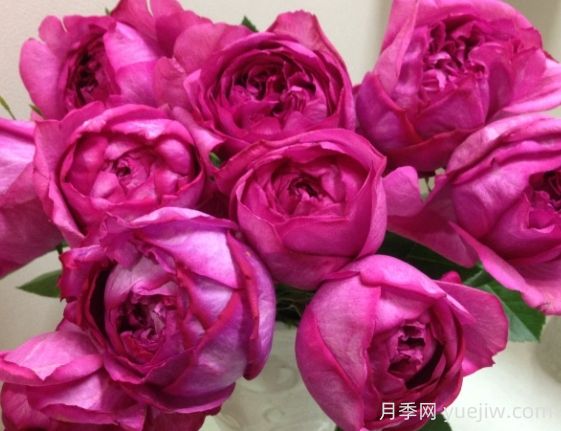 伊芙熱情月季的優(yōu)缺點(diǎn)是什么？(圖1)