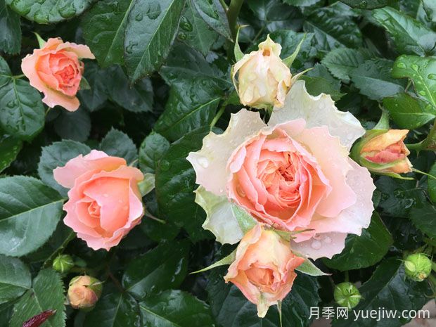 木星王月季的優(yōu)缺點(diǎn)是什么？(圖1)