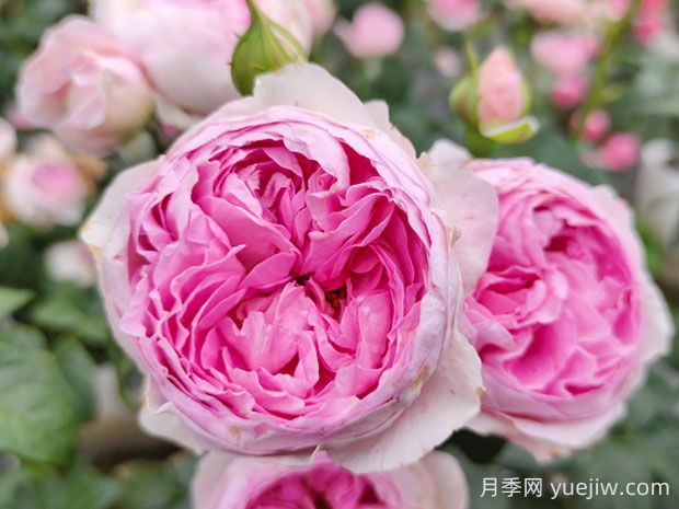 我的心月季的優(yōu)缺點(diǎn)是什么？(圖1)