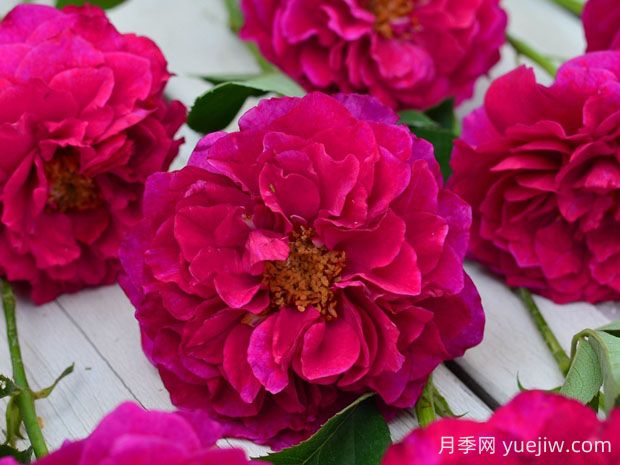 暮光之城月季優(yōu)缺點分析，獨具魅力的紫紅色(圖1)