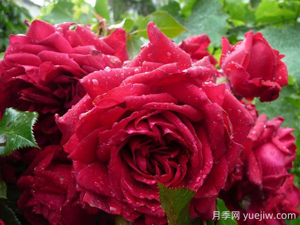 玫瑰國度的天使月季的優(yōu)缺點是什么？(圖1)