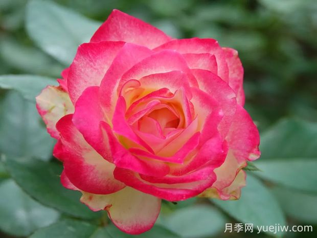 摩納哥公爵月季的優(yōu)缺點(diǎn)是什么？(圖1)