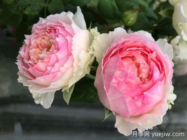 佩爾朱克月季優(yōu)缺點介紹(圖1)