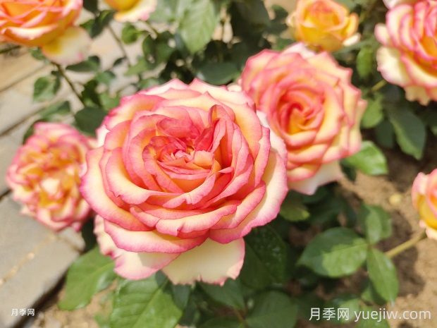 阿班斯月季的優(yōu)缺點(diǎn)是什么？(圖1)