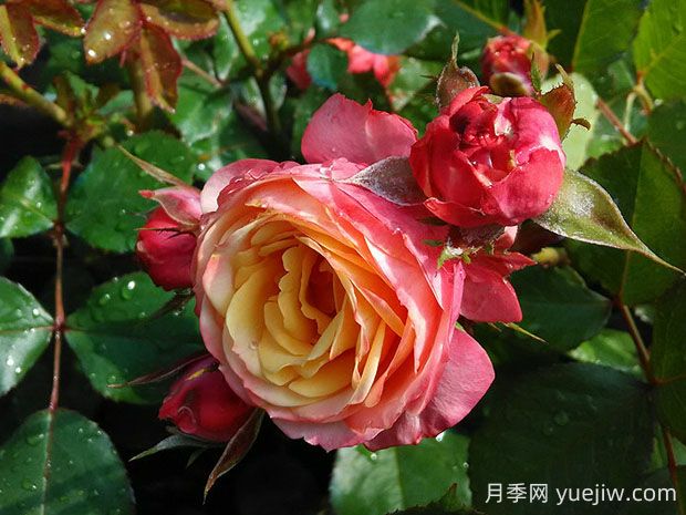 浪漫比克月季的優(yōu)缺點是什么？(圖1)