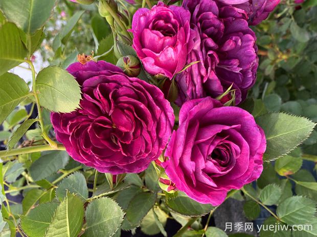 海潮之聲月季的優(yōu)缺點是什么？(圖1)