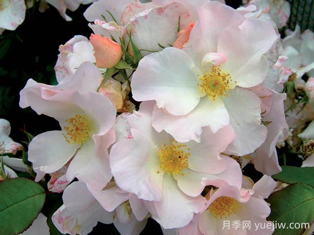 莎莉福爾摩斯月季的優(yōu)缺點(diǎn)是什么？(圖1)