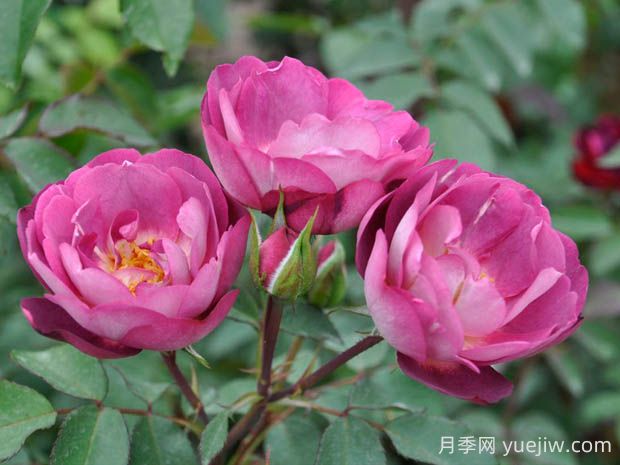 朦朧月光月季的優(yōu)缺點(diǎn)是什么？(圖1)