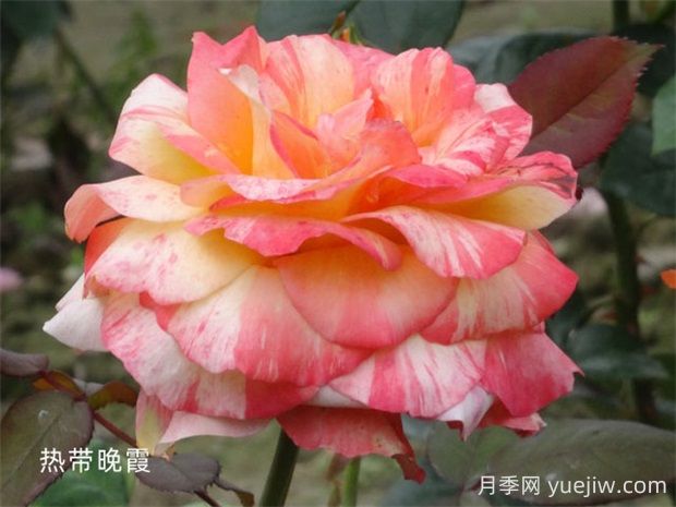 熱帶晚霞月季的優(yōu)缺點(diǎn)是什么？(圖1)