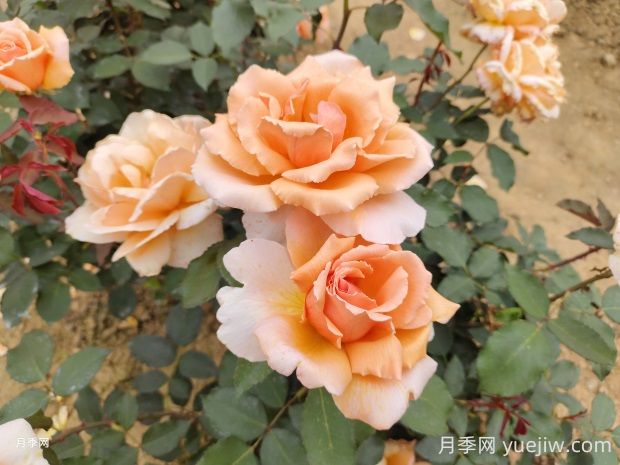 杰斯塔喬伊月季的優(yōu)缺點(diǎn)是什么？(圖1)