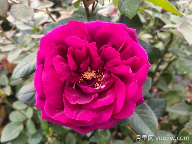 皇宮月季的優(yōu)缺點是什么？(圖1)