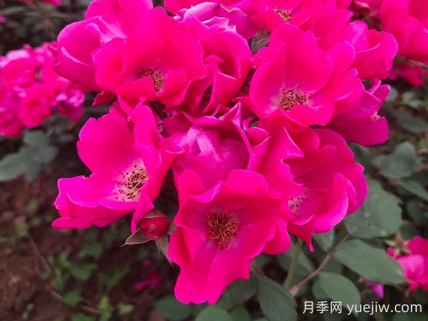 小桃紅月季的優(yōu)缺點(diǎn)是什么？(圖1)