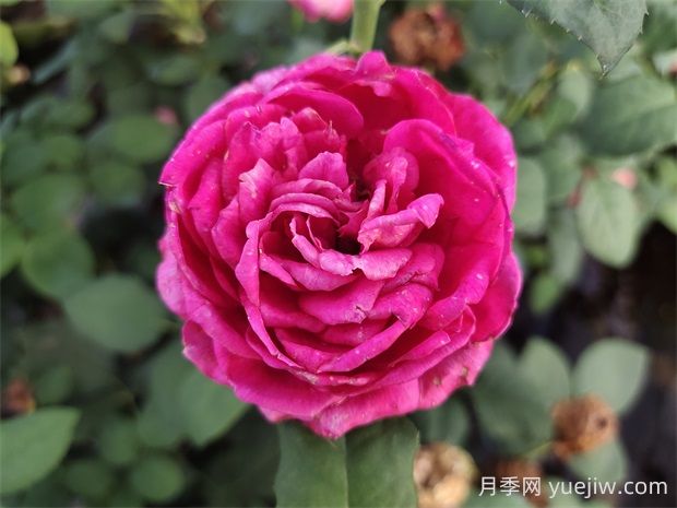 雙人芭蕾月季的優(yōu)缺點是什么？(圖1)