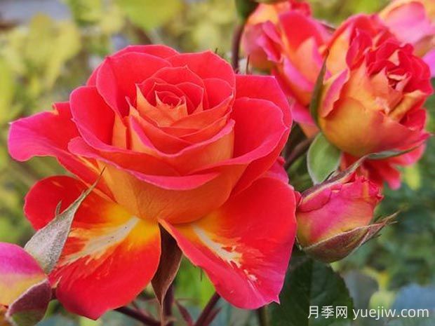 雙魚座陽臺月季的優(yōu)缺點是什么？(圖1)