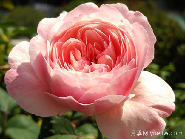 環(huán)月季的優(yōu)缺點是什么？(圖1)