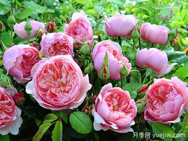 安尼克城堡月季的優(yōu)缺點(diǎn)是什么？(圖1)