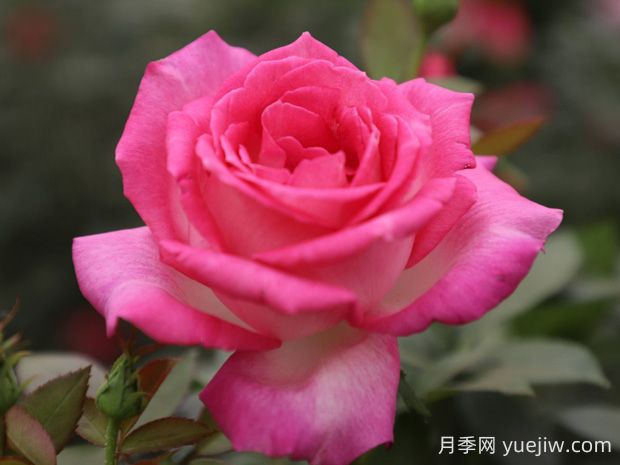 甜蜜的夢月季的優(yōu)缺點是什么？(圖1)