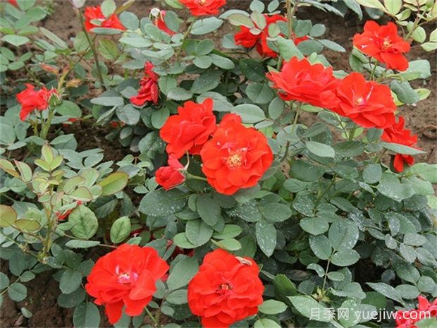橘紅潮月季的優(yōu)缺點(diǎn)是什么？(圖1)