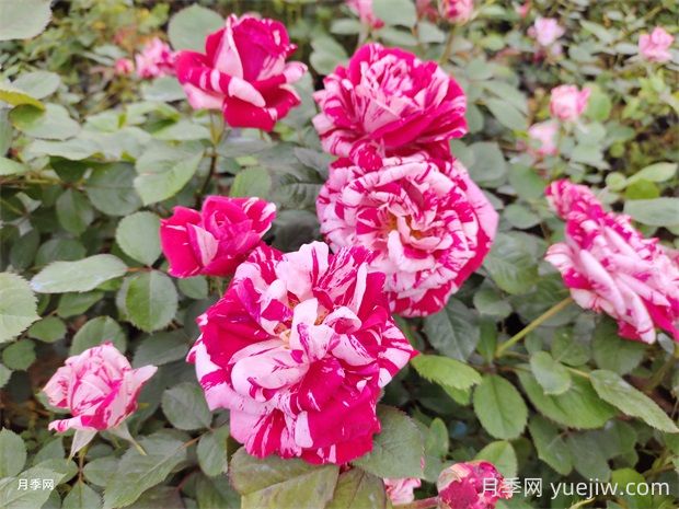 節(jié)日禮花月季的優(yōu)點(diǎn)有哪些？(圖1)