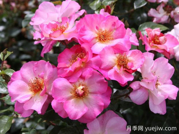 碧璽電氣石月季的優(yōu)缺點是什么？(圖1)
